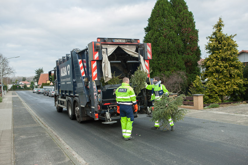 Weihnachtsbaum-Entsorgung startet nächste Woche