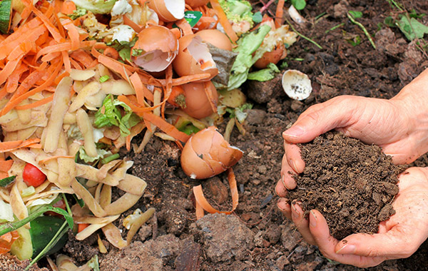 Organic Waste And Green Waste Straight From Garden To Bin